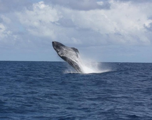 baleias_costabahia_abrolhos