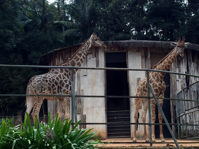 Zoológico de São Paulo: dica de passeio com crianças